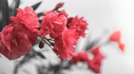 Lovely blooming bright pink oleander flowers with green leaves. Pink oleander flower and leaves...