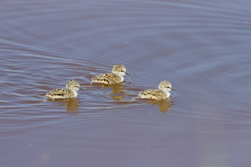 Cigüeñuela (Himantopus himantopus), cría de pocos días sobre la laguna.