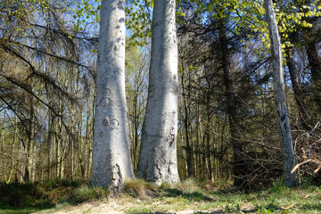 Buchenstämme  am Waldrand