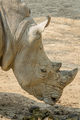 Obraz premium Zoo - rhinoceros