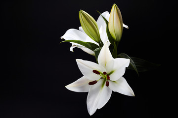 Obraz premium Lily on black for celebration decoration design. Spring, nature background.