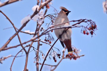 Waxwings on trees in Siberian winter