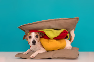 Cute jack russell terrier lies between two pillows with a blanket imitating a hamburger and wags...