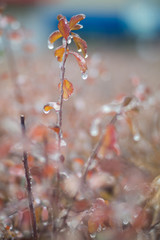 ice-covered colourful autumn branch