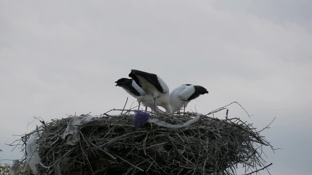 A group of large storks eat in a nest that is located high above the ground