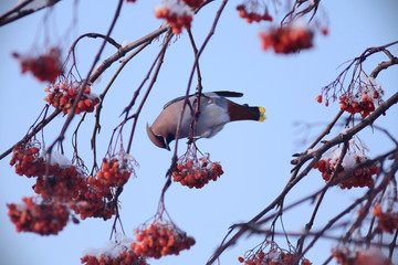 Waxwings on trees in Siberian winter