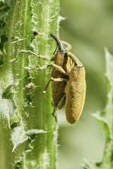 MAcro shot of two long snout weevils beetles mating on green stem