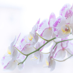 Blooming orchid phalaenopsis flowers of white and lilac color. Tender light greeting card poster, floral background in pastel tone