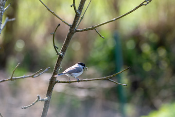 Poecile Montanus, bird gathering nest material in spring