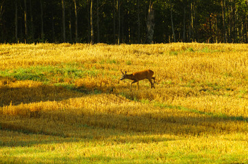 A beautiful doe walks and rests in a meadow