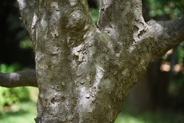 Obraz premium Kousa dogwood(Cornus kousa) bark and leaves / Cornaceae deciduous tall tree