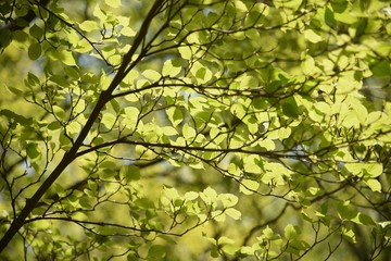 Kousa dogwood(Cornus kousa) bark and leaves / Cornaceae deciduous tall tree