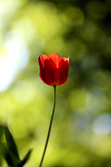 Obraz premium Radiant green spring background of tulip on bokeh bqackground for a concept