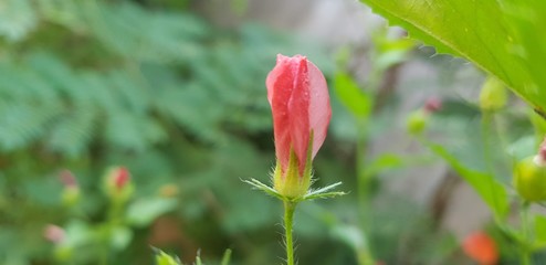 jasmine water flower green garden