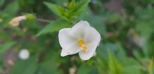 jasmine water flower green garden