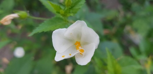 jasmine water flower green garden