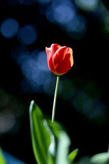 Obraz premium Radiant green spring background of tulip on bokeh bqackground for a concept
