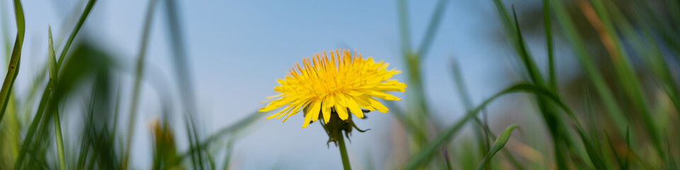 Detail of a dandelion