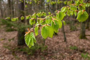 Frühling im Wald: Frische neue grüne Blätter an Baum (Buche) in einem Laubwald