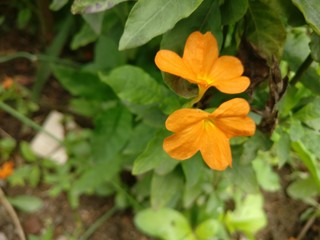 A very colorful tradition is crossandra flowers

