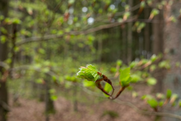 Frühling im Wald: Frische Blätter und Knnospen an Ästen und Zweigen in einem Mischwald