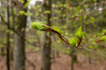 Frische Blätter und Knospen an Bäumen (Buchen) in einem Laubwald im Frühling