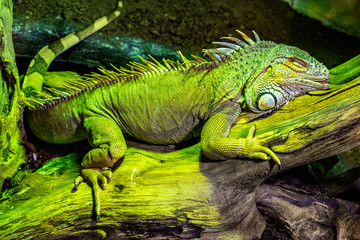 Single Green Iguana lizard - latin Iguana iguana - known also as American iguana natively inhabiting South America, in an zoological garden terrarium - obrazy, fototapety, plakaty