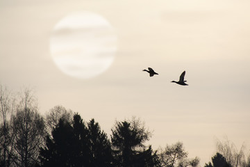 A pair of ducks fly over the forest against a full moon. Night shot