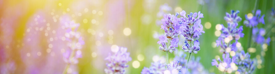 Beautiful spring background. Selective focus. Shallow depth of field. Lavender bushes closeup on sunset.