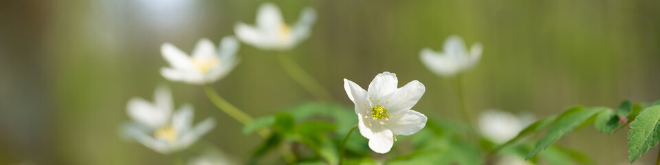 Wood anemone in the forrest