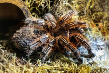 Single Chilean Rose Tarantula spider - latin Gramostola rosea - known also as Rose hair tarantula, Chilean fire tarantula natively inhabiting Chile in an zoological garden terrarium