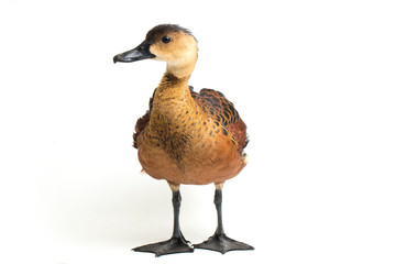 The wandering whistling duck (Dendrocygna arcuata) or tree duck isolated on white background