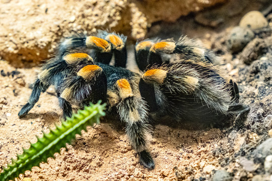Single Mexican Redknee Tarantula spider - latin Brachypelma smithi - natively inhabiting Mexico in an zoological garden terrarium