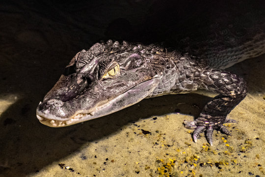 Single Spectacled caiman - latin Caiman crocodilus - known also as White caiman, Common caiman or Speckled caiman natively inhabiting Middle and South America, in an zoological garden terrarium