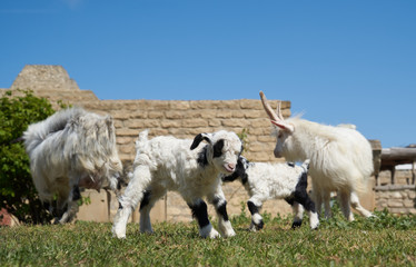 Fototapeta na wymiar Farm animal goat. Goat livestock on farm on sunny day