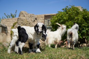 Obraz premium Farm animal goat. Goat livestock on farm on sunny day