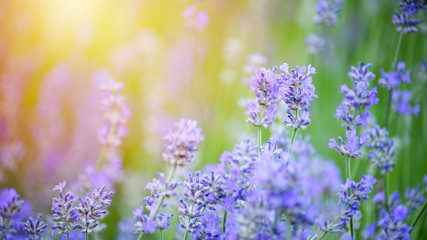 Plakat Beautiful spring background. Selective focus. Shallow depth of field. Lavender bushes closeup on sunset.