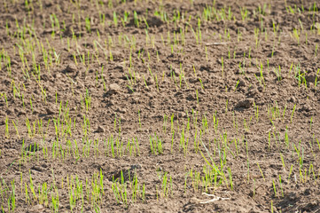 Field of food crop growing in rural farm meadow