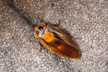 Single Madagascar Death’s Head Cockroach - latin Blaberus fusca - natively inhabiting middle and...