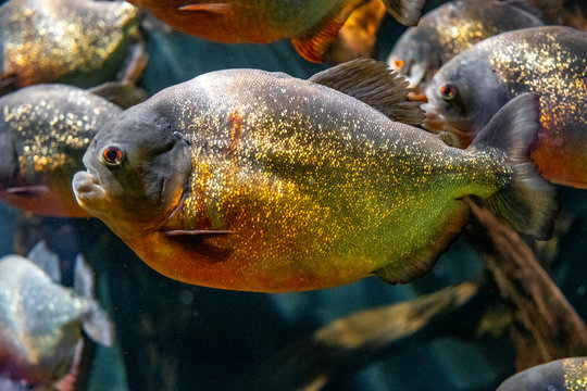 Herd of Red-Bellied Piranha fish - latin Pygocentrus nattereri - known also as Red piranha, natively inhabiting tropical rivers of South America in an zoological garden aquarium