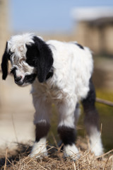 Farm animal goat. Goat livestock on farm on sunny day