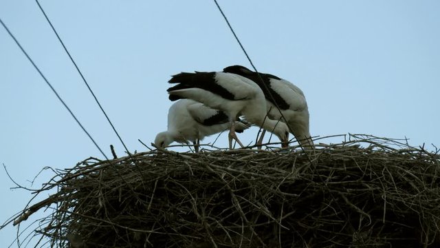 A group of large storks eat in a nest that is located high above the ground