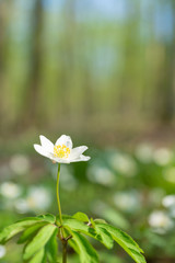 Wood anemone in the forrest