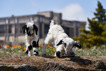 Farm animal goat. Goat livestock on farm on sunny day