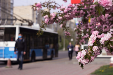 Terry pink sakura blooms in the city near the street, a trolley bus and people in medical masks on their faces. Vinnitsa, Ukraine