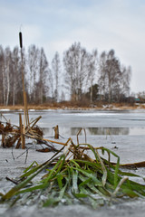 green grass frozen in ice on the lake
