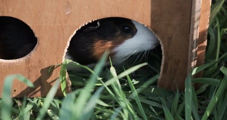 Funny american tame guinea pig or cavy sitting in a wooden house, cavia eating wooden house.