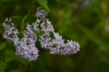 two brushes of fragrant lilac bloomed in the spring in may in the Park
