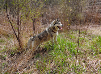 Fototapeta premium Husky dog walks on a background of spring nature