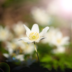 Wood anemone in the forrest